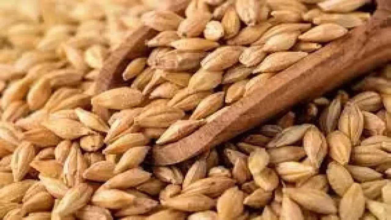 نمو الطلب الصيني والتركي يعزز استقرار سوق الشعير الأوكراني رغم نقص المعروض
